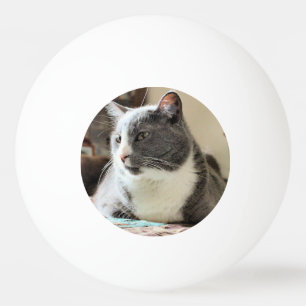 Kat Pingpongballen
