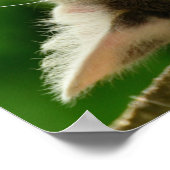 Kat Poster (Hoek)
