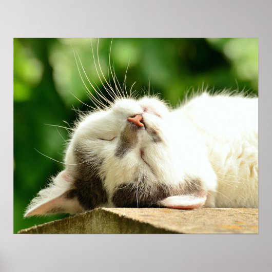 Kat Poster (Voorkant)