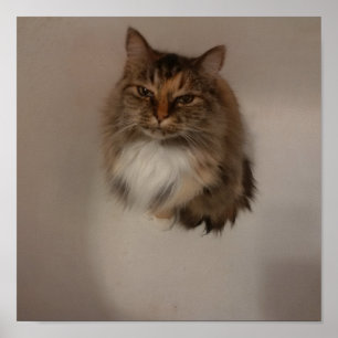 Kat Poster