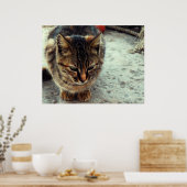 Kat Poster (Keuken)