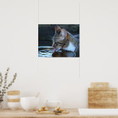Kat Poster (Keuken)