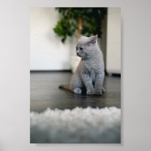 kat poster