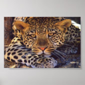 kat poster (Voorkant)