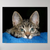 kat-poster poster (Voorkant)