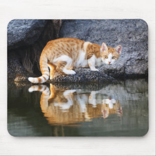 Kat Reflection in Pond Water Animal Photo, Muismat