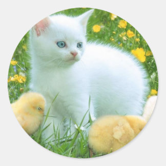 kat ronde sticker