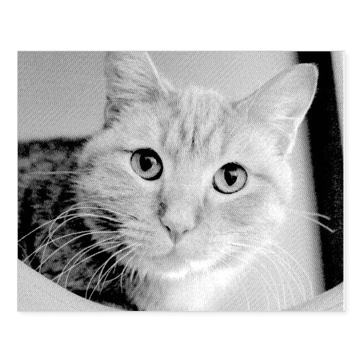 Kat Rubberstempel (Afrduk)