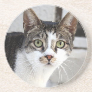 Kat Sandstone Onderzetter