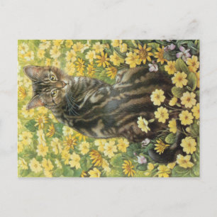 KAT-SCHIJNEN BRIEFKAART