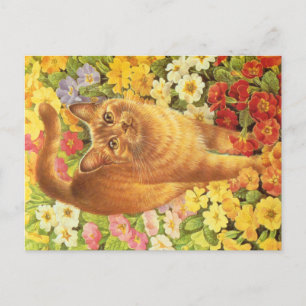 KAT-SCHIJNEN BRIEFKAART