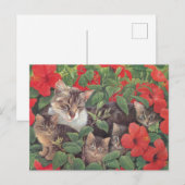 KAT-SCHIJNEN BRIEFKAART (Voorkant / Achterkant)