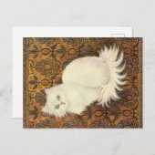 KAT-SCHIJNEN BRIEFKAART (Voorkant / Achterkant)