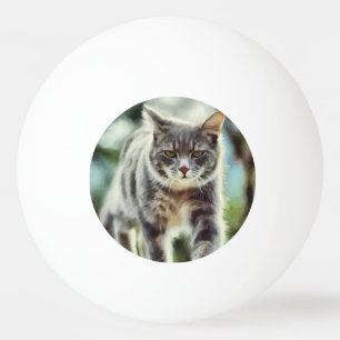 Kat schilderen pingpongballen