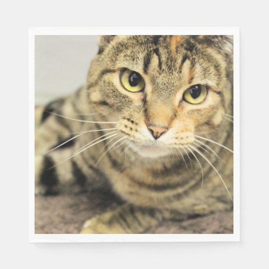 Kat Servet (Voorkant)