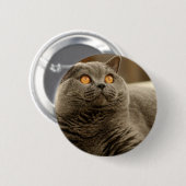 Kat: Shorthair kat Ronde Button 5,7 Cm (Voorkant /achterkant)