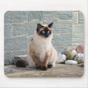 Kat, Siamees, Dier Muismat
