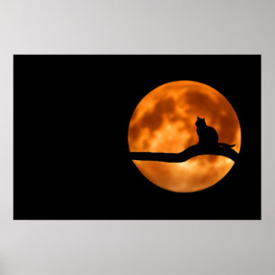 Kat Silhouet Maneschijn Poster