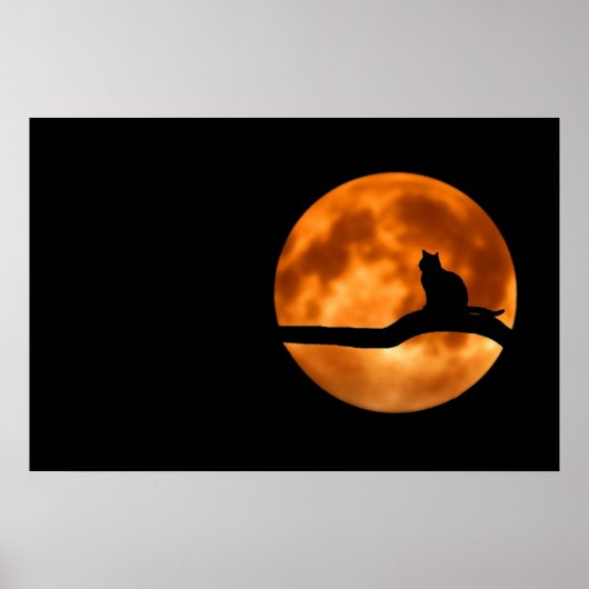 Kat Silhouet Maneschijn Poster (Voorkant)