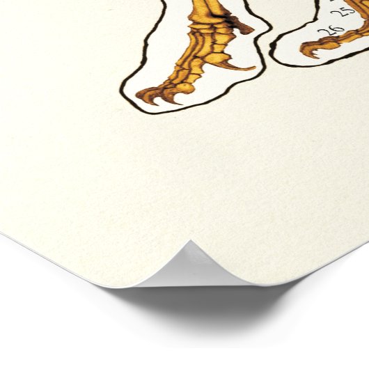 Kat Skeletal Joint Anatomeea Veterinary Chart Poster (Hoek)