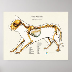 Kat Skeletal Joint Anatomeea Veterinary Chart Poster
