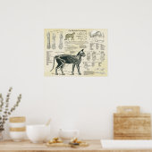 Kat Skeletal System Botten Anatomeeënkaart Poster (Keuken)