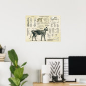 Kat Skeletal System Botten Anatomeeënkaart Poster (Thuiskantoor)