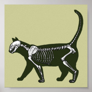 Kat Skeleton Poster