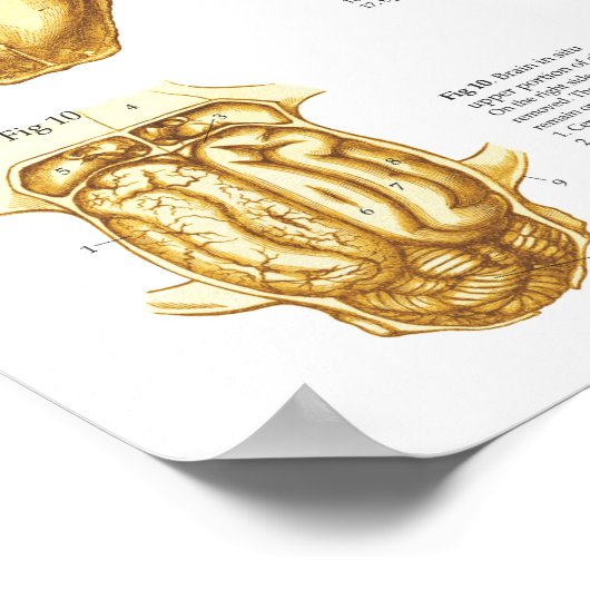 Kat Skeletspieren Anatomie Poster 24 X 36 (Hoek)