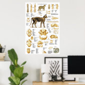 Kat Skeletspieren Anatomie Poster 24 X 36 (Thuiskantoor)