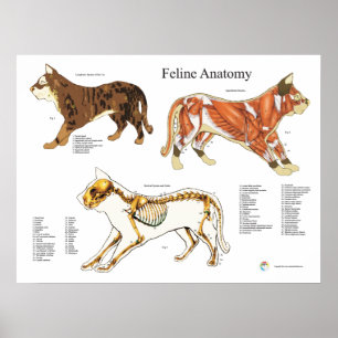 Kat Skeletspieren Veterinaire Anatomie Grafiek Poster