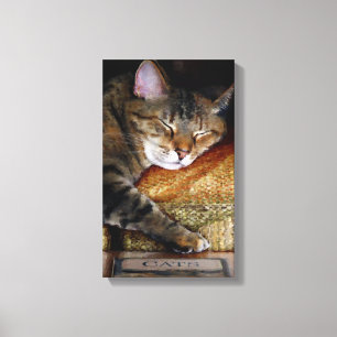 Kat Slaperige Boek Canvas Afdruk