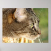 Kat Stare Poster (Voorkant)