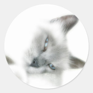 Kat Stickers