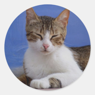 Kat Stickers