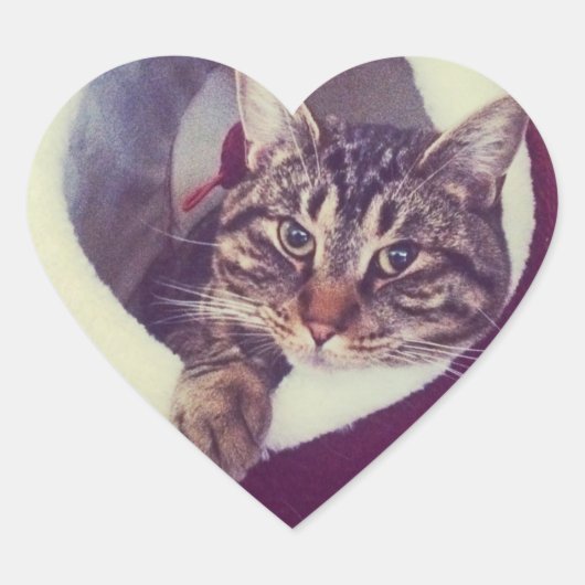 Kat tablet in Hut close-up foto Hart Sticker (Voorkant)