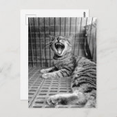 Kat van  kauwkat briefkaart (Voorkant / Achterkant)