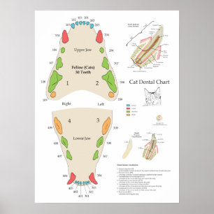 Kat Veterinaire Tandarts Chart Poster