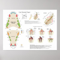 Kat Veterinaire Tandheelkundige Tandarts Chart