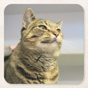 Kat Vierkante Kartonnen Onderzetter