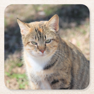 Kat Vierkante Kartonnen Onderzetter