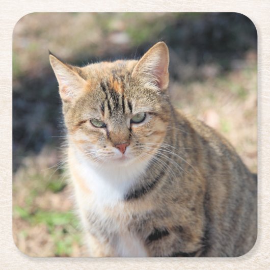 Kat Vierkante Kartonnen Onderzetter (Voorkant)