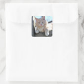Kat Vierkante Sticker (Tas)