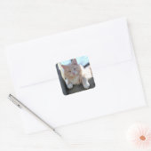 Kat Vierkante Sticker (Envelop)