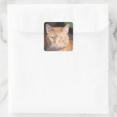 Kat Vierkante Sticker (Tas)