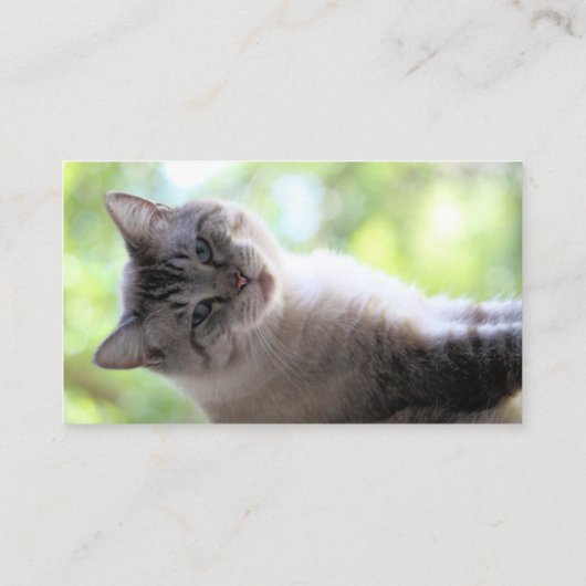 Kat Visitekaartje (Achterkant)