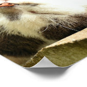 KAT VOOR NAP POSTER (Hoek)