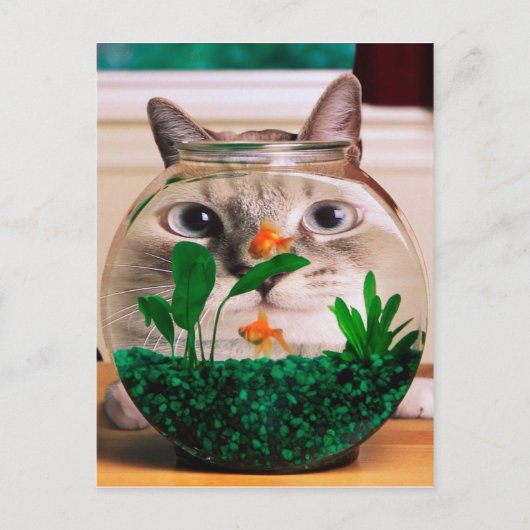 Kat voor vissen in aquarium briefkaart (Voorkant)