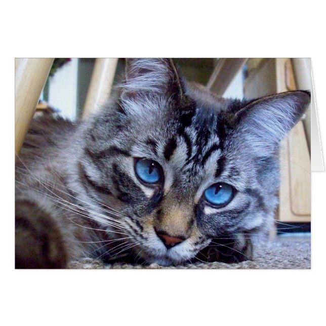 Kat Whispers Book Hoesje Afbeelding (Voorkant Horizontaal)