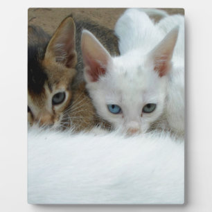 Kat ziet er leuk uit fotoplaat